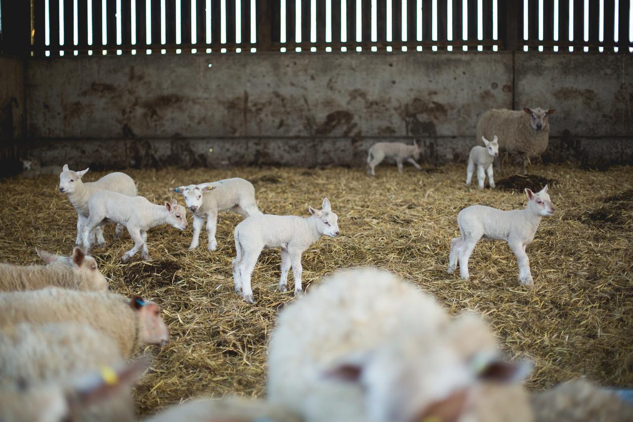 Owen House Farm Bed and Breakfast Knutsford Εξωτερικό φωτογραφία