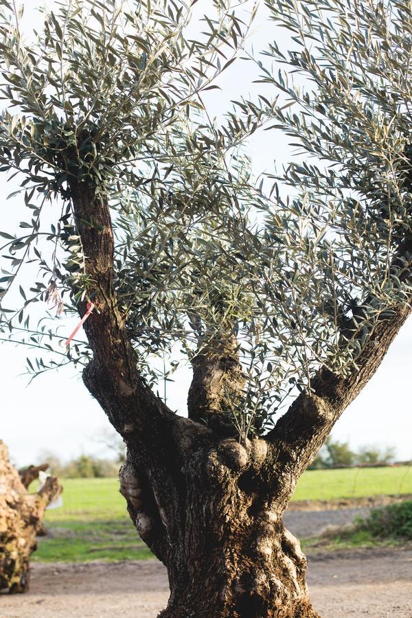 Owen House Farm Bed and Breakfast Knutsford Εξωτερικό φωτογραφία